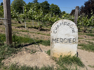 Traitement punaises de lit Meyzieu